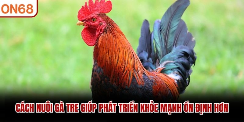 Cách nuôi gà tre giúp phát triển khỏe mạnh ổn định hơn