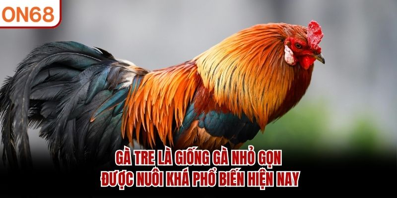 Gà tre là giống gà nhỏ gọn được nuôi khá phổ biến hiện nay