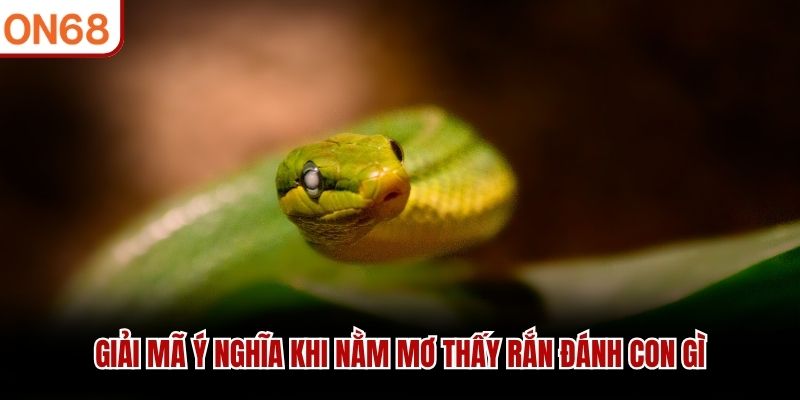 Giải mã ý nghĩa khi nằm mơ thấy rắn đánh con gì
