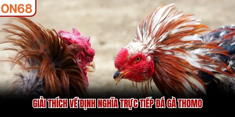 Giải thích về định nghĩa trực tiếp đá gà Thomo