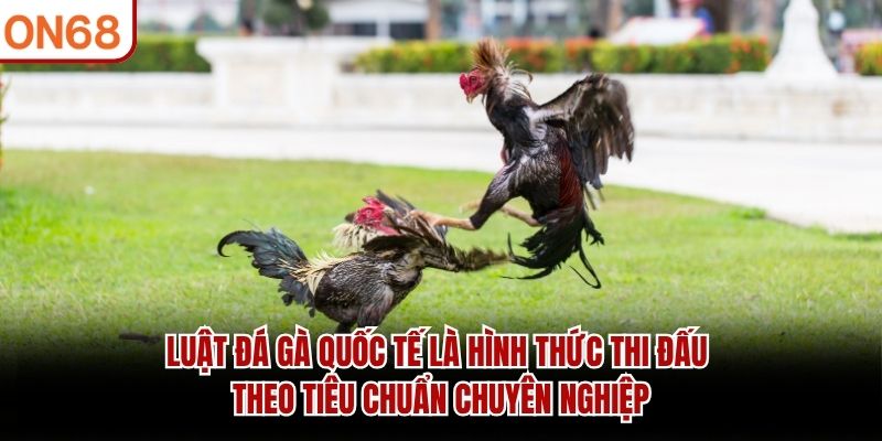 Luật đá gà quốc tế là hình thức thi đấu theo tiêu chuẩn chuyên nghiệp