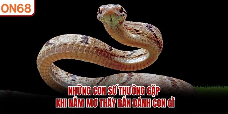 Những con số thường gặp khi nằm mơ thấy rắn đánh con gì